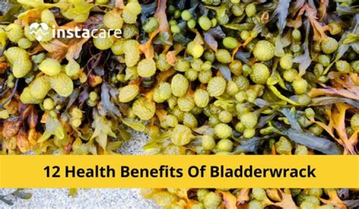 How to prepare bladderwrack flakes?