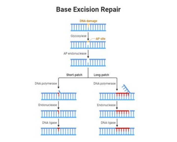 In a base excision repair?