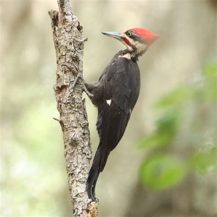 In search of the ivory billed woodpecker?