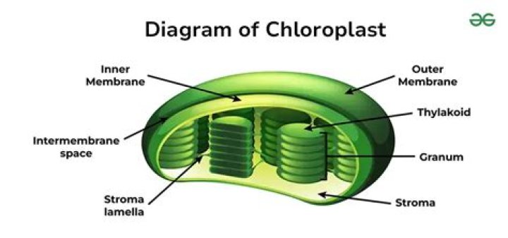 In the grana of the chloroplast?