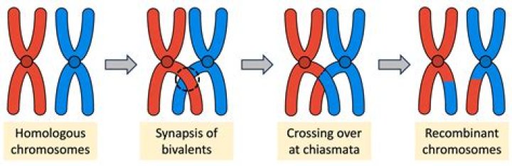 In which phase does synapsis occur?
