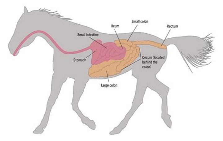 Is a horse a ruminant?