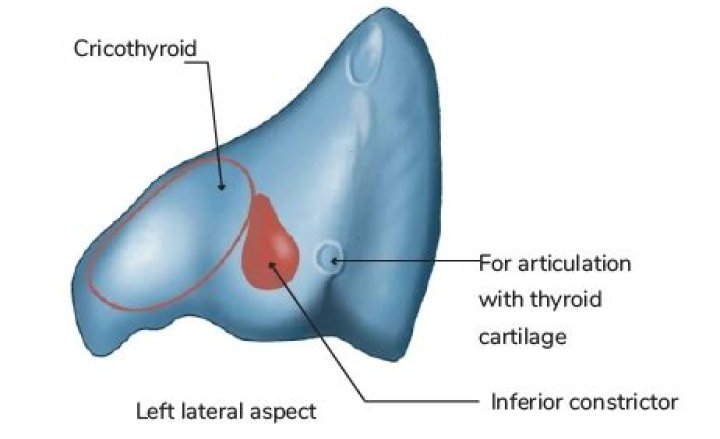 Is cricoid cartilage visible?