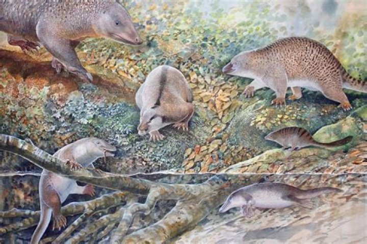 Is macropus an egg laying mammal?