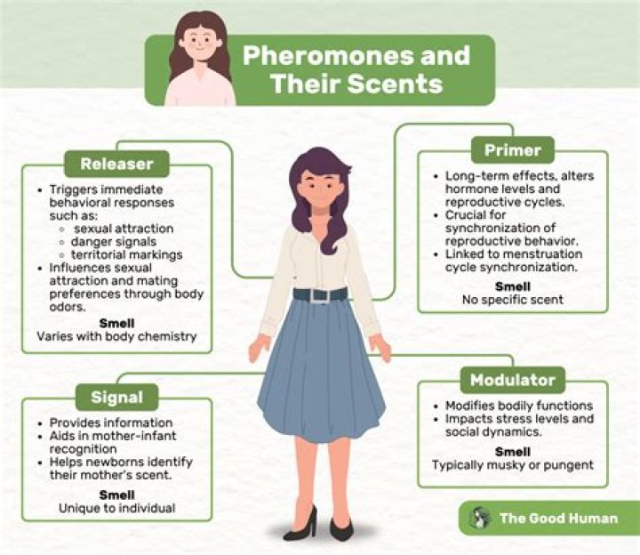 Is pheromones a smell?