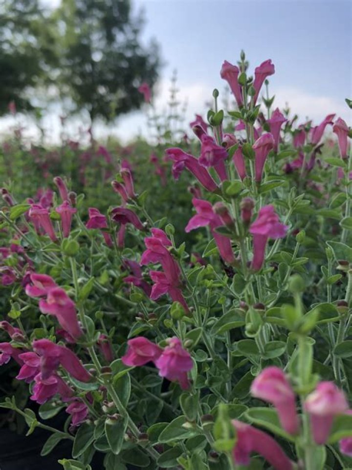 Is pink skullcap deer resistant?