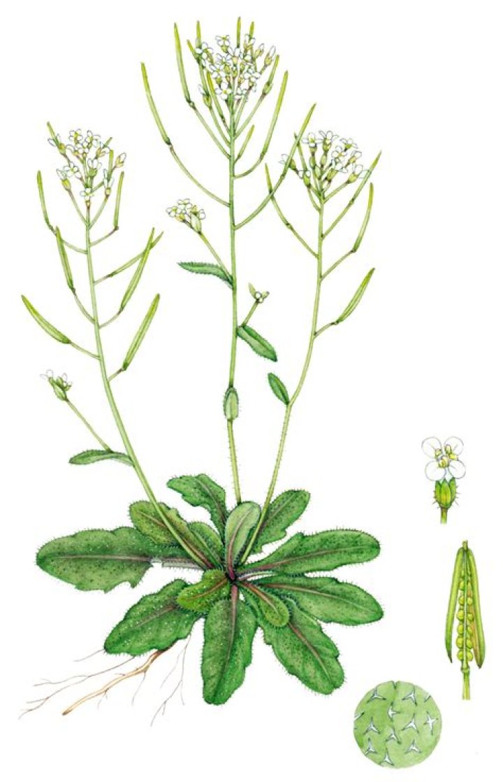 Is thale cress edible?