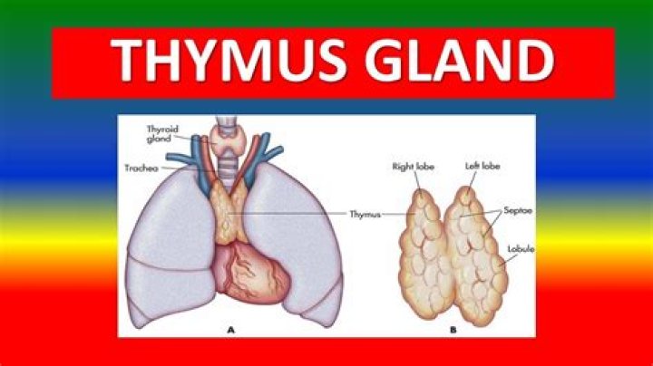 Is the thymus a gland?