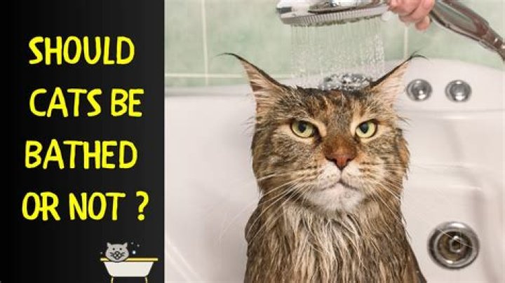 Should cats be bathed?