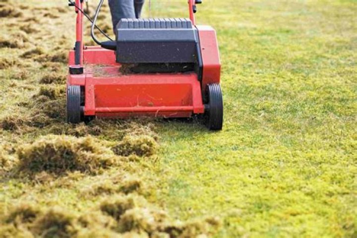 Should i dethatch my lawn?