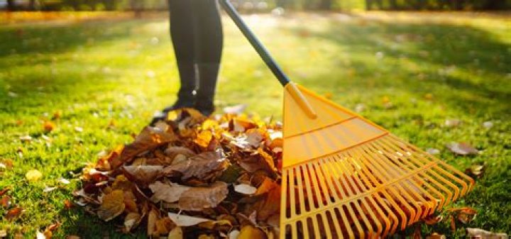 Should you rake leaves off lawn?