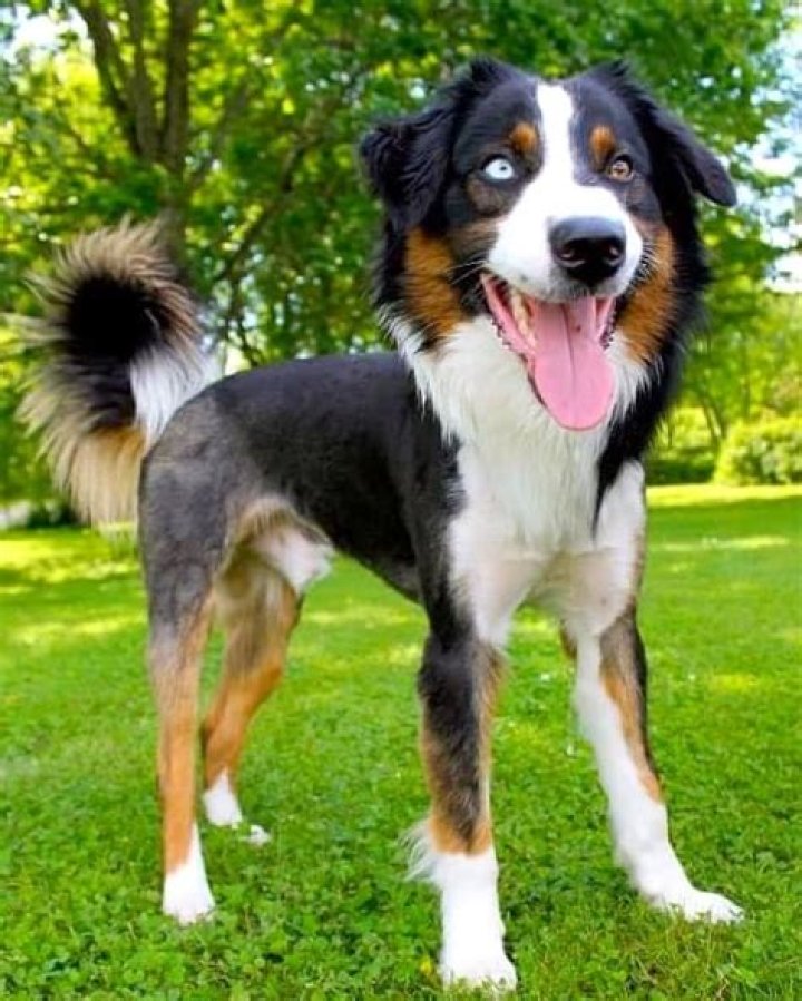 Should you shave an australian shepherd?