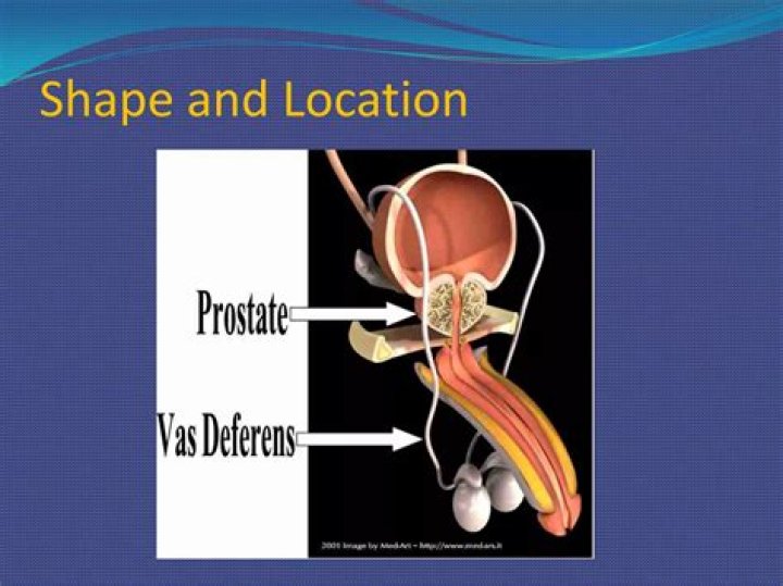 Were is the prostate gland?