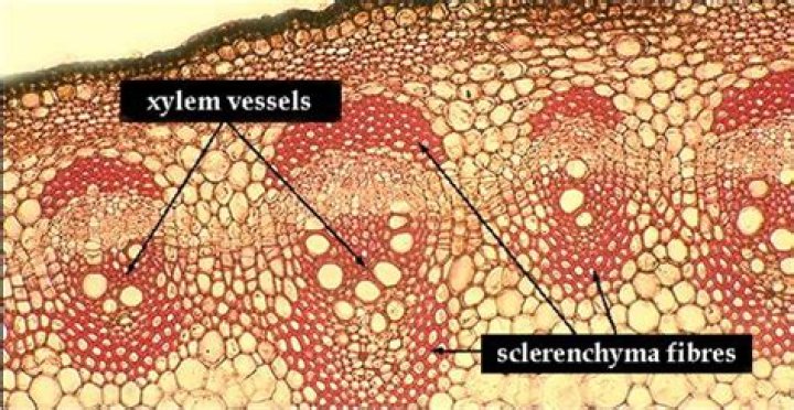 What are sclerenchyma fibres?