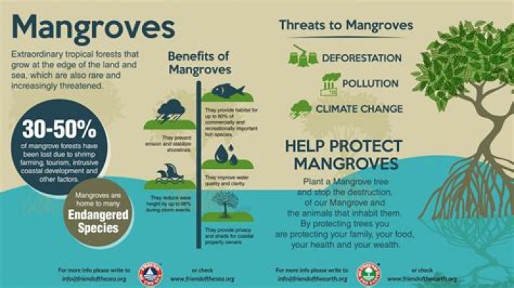 What are the benefits of mangroves?