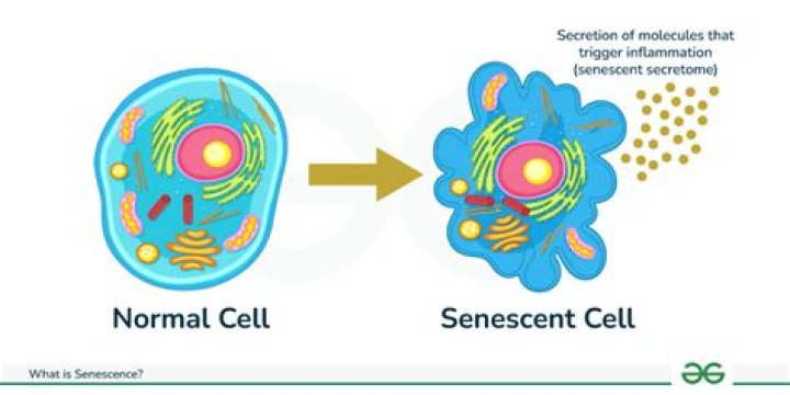 What do cells secrete?