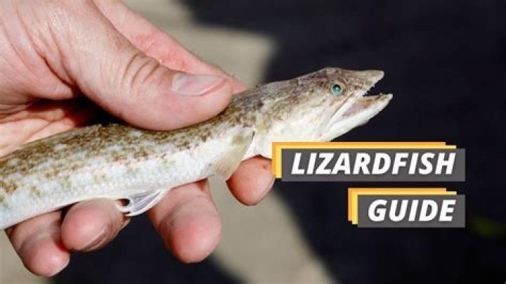 What do lizardfish eat?