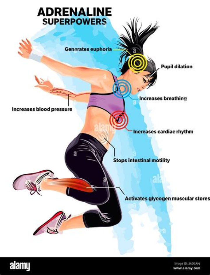 What does adrenaline help the body to do?
