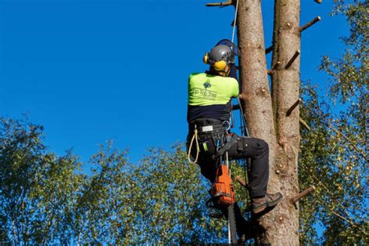 What does arborist mean?