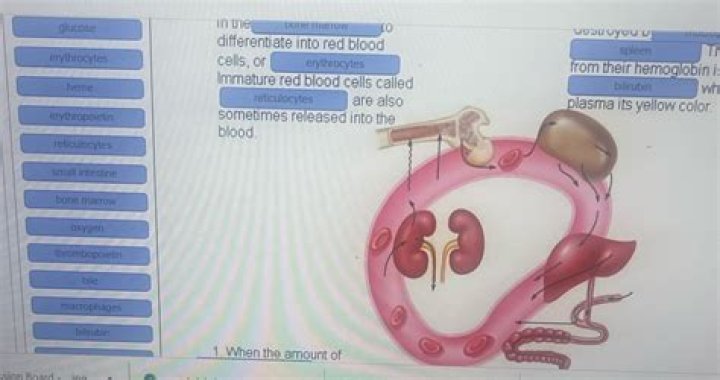 What does it mean to have immature red blood cells?