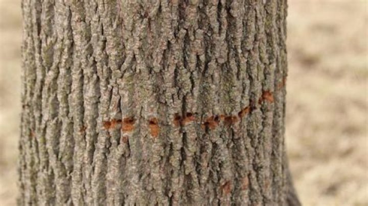 What does sapsucker damage look like?