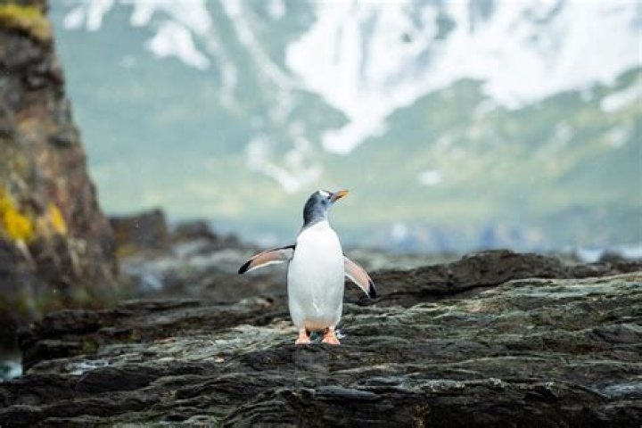What is a gentoo penguins habitat?