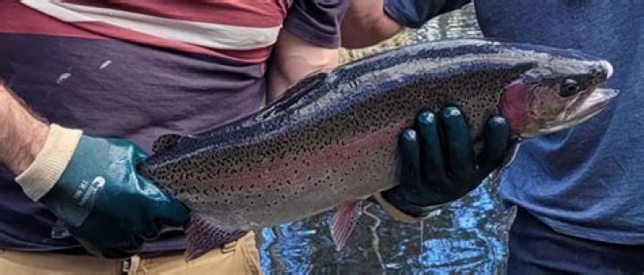 What is a triploid trout?