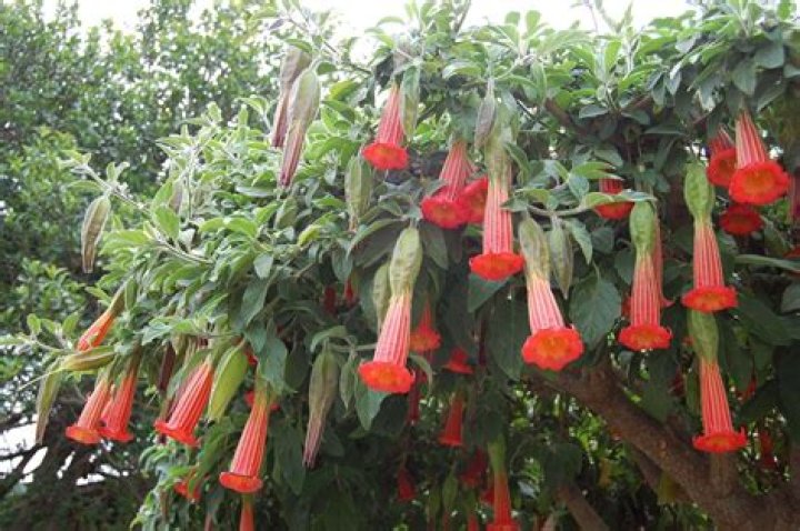 What is a trumpet shaped flower called?