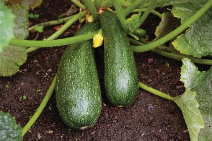 What is cucurbitaceous vegetables?