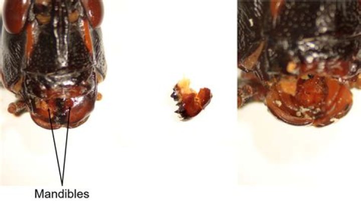 What is mandible in insect?