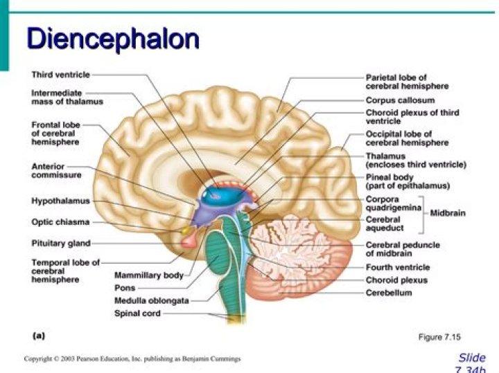 What is telencephalon of the brain?