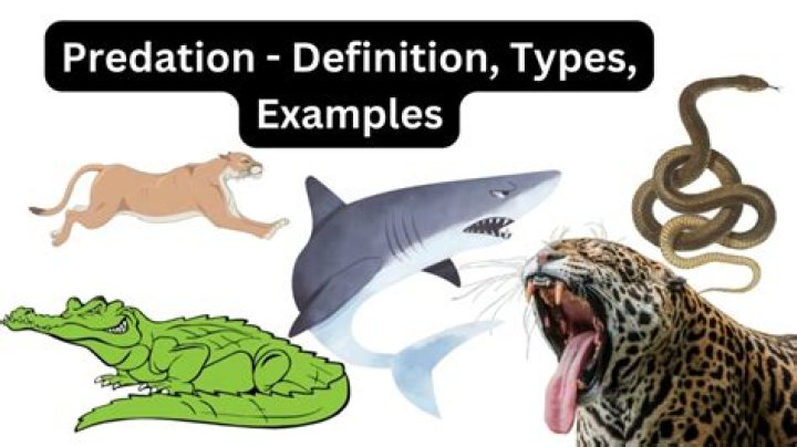What is the definition of predator?
