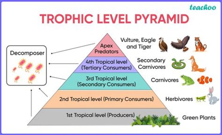 What trophic level are omnivores?
