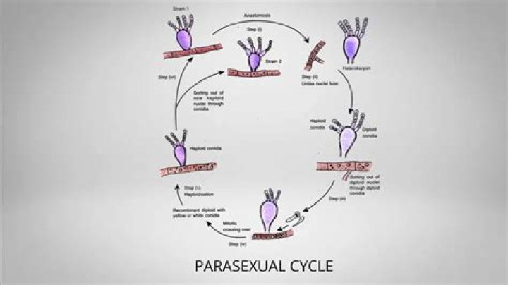 Whats a parasexual reproduction?