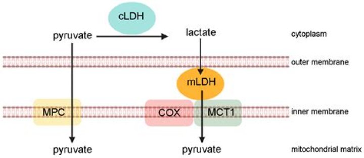 Whats high lactate mean?