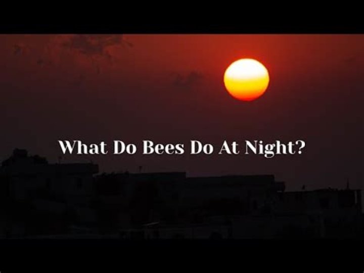 When are honey bees most active?