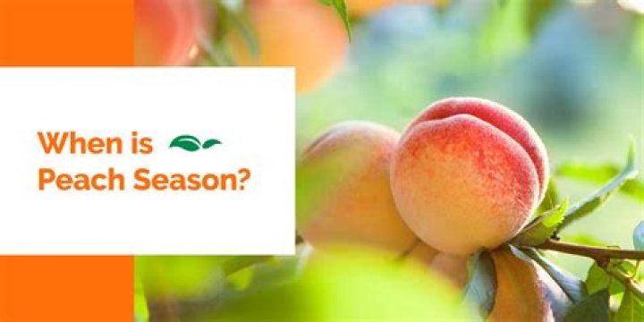 When are peaches in season?
