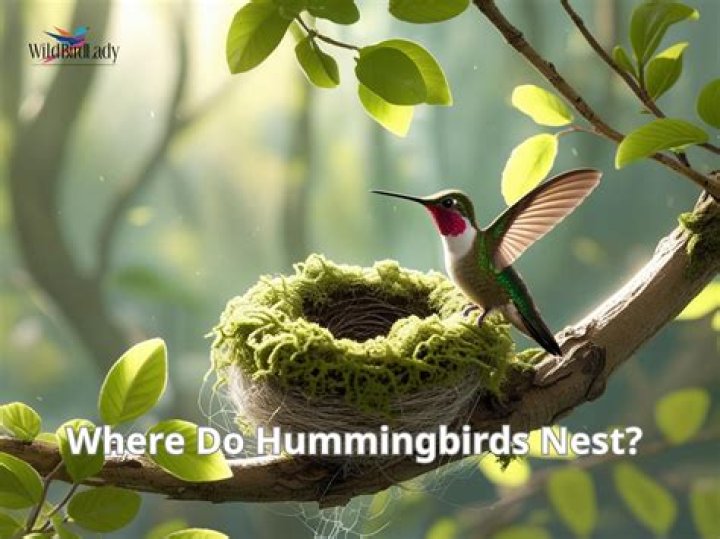 When do chaffinches nest?