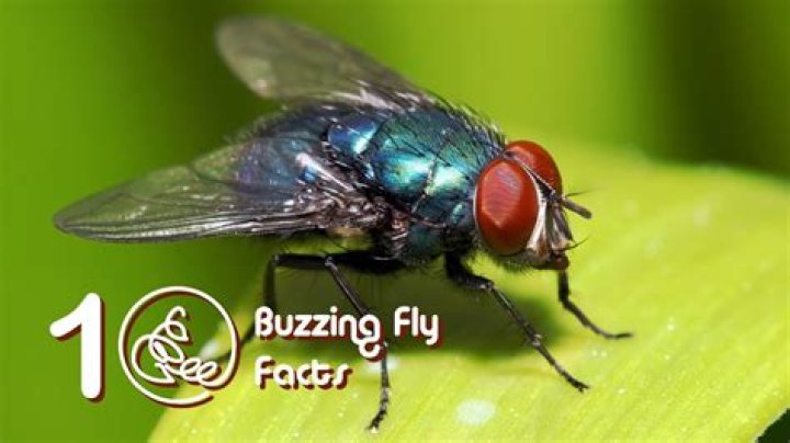 When do flies buzz?