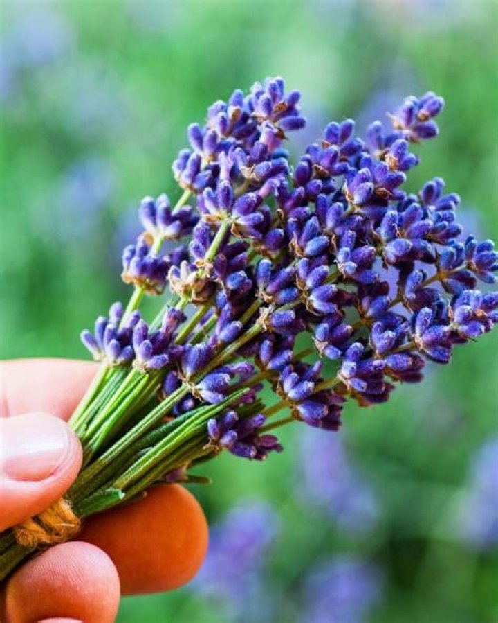 When do you pick lavender to dry?