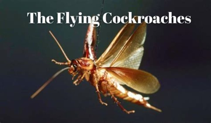 When does cockroach fly?