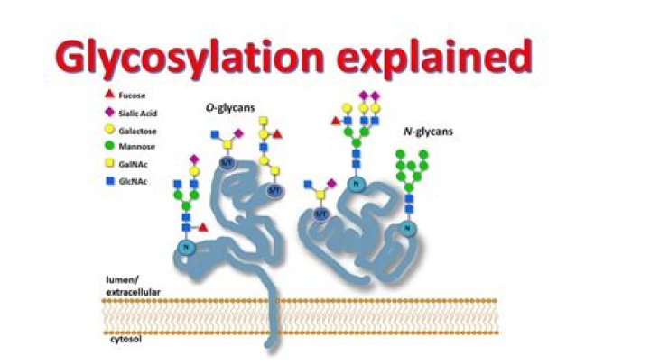 When does glycosylation occur?