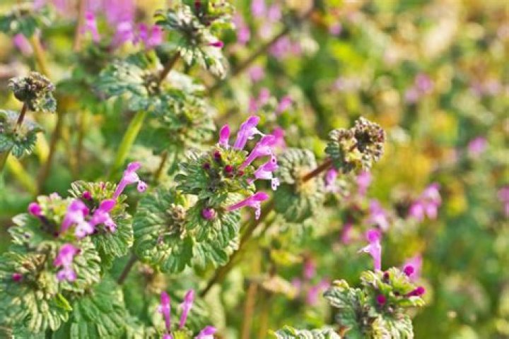 When does henbit seed?