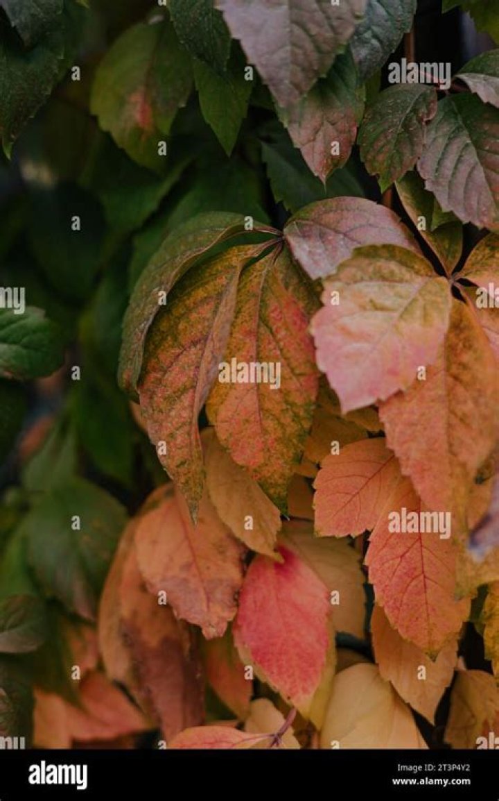 When green leaves turn yellow?