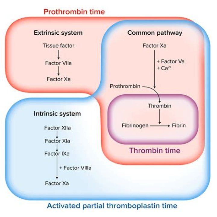 When is thrombin released?
