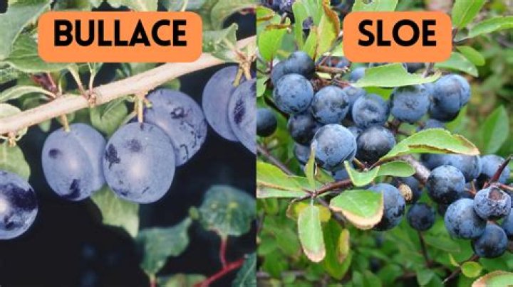 When to pick bullace?
