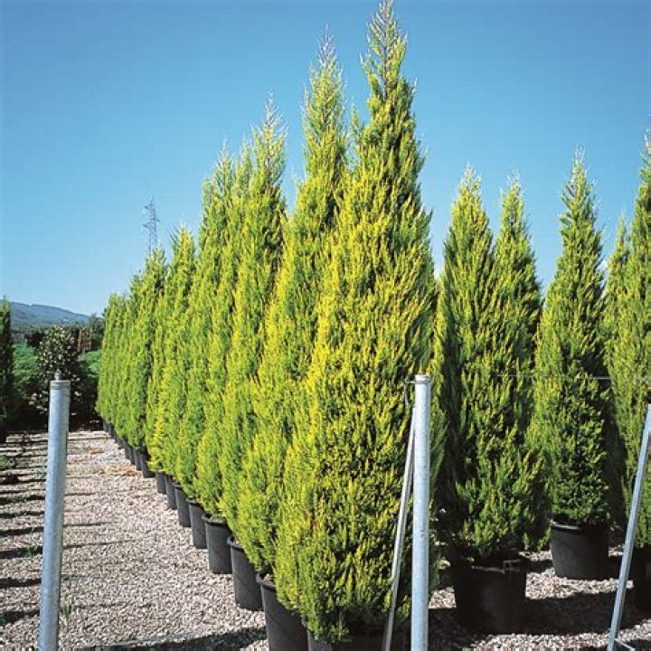 When to prune cupressus goldcrest?