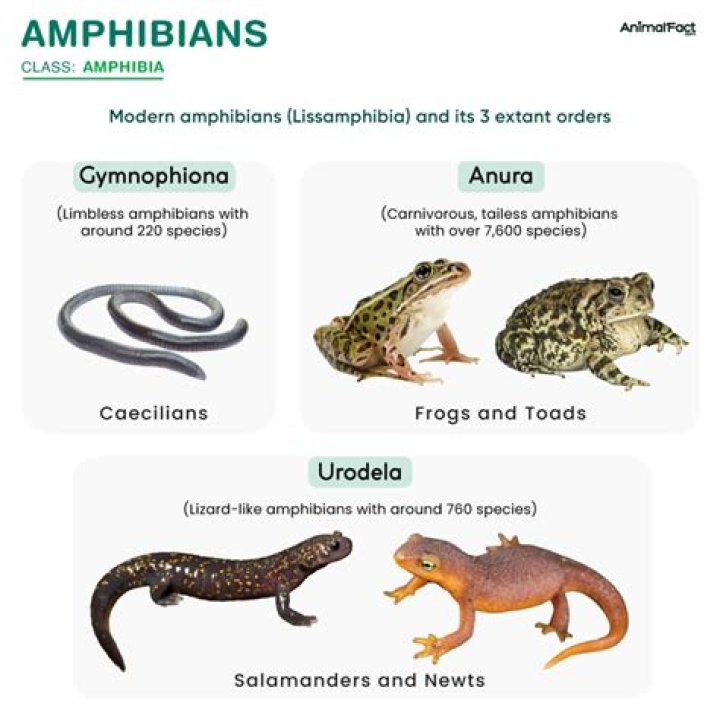 Where do amphibians have?