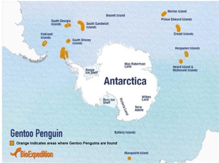 Where do gentoo penguins live?