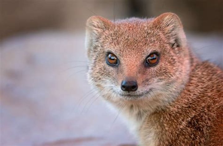 Where do mongoose live?